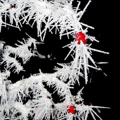 Tree covered with hoar frost close-up, hoar frost covered hawthorn berry at winter forest