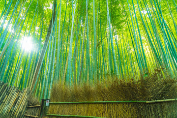 Path to bamboo forest at Arashiyama in Kyoto.