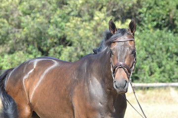 Obraz premium Braunes Pferd mit Trense