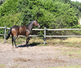 Pferd auf der Koppel