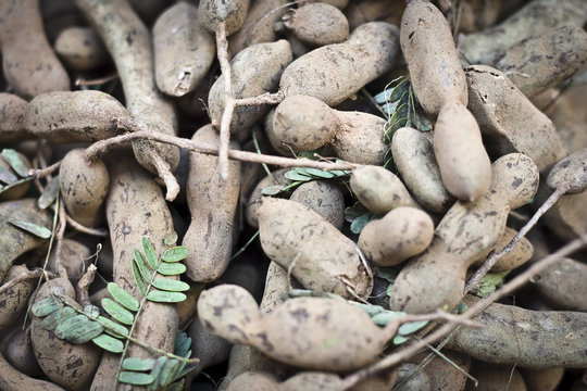 Tamarind is a leguminous tree in the family Fabaceae indigenous to tropical Africa. The genus Tamarindus is a monotypic taxon, having only a single species.