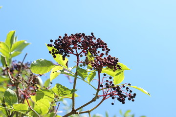 Hollunder, Holler, Hollerbeeren, Hollunderbeeren