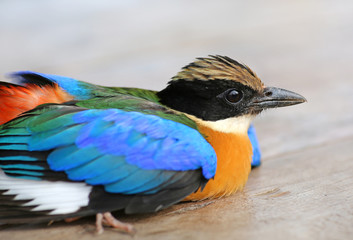 Close up Indian roller on wood table (Coracias benghalensis)