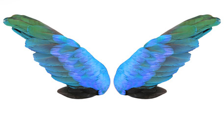 Obraz premium Colorful feathers wings isolated on white background