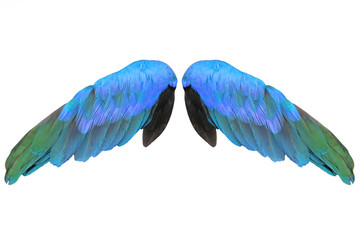 Obraz premium Colorful feathers wings isolated on white background