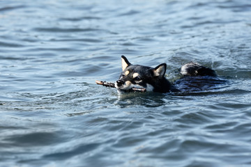 Cute little Shiba Inu dog in water