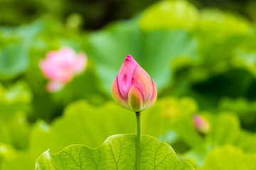 The bud of a lotus flower.Background is the lotus leaf and lotus flower and lotus bud and tree.Shooting location is the Sankeien in Yokohama, Kanagawa Prefecture Japan.