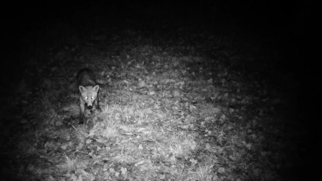 Fox smells and eats in a wood in the night. Wildlife FullHD 1080p video.