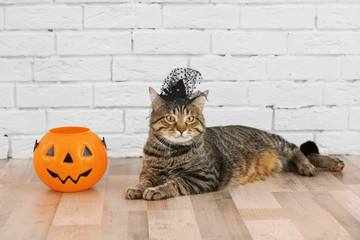 Cute tabby cat with witch hat and Halloween lantern near brick wall