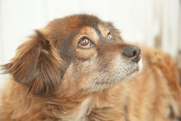 Closeup portrait of cute homeless dog on the street