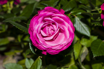 Flower plants rose pink closeup