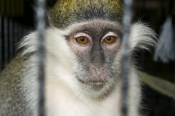 Common old world monkey in the cage