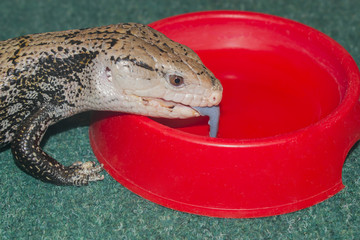 A small common lizard Tiliqua scincoides