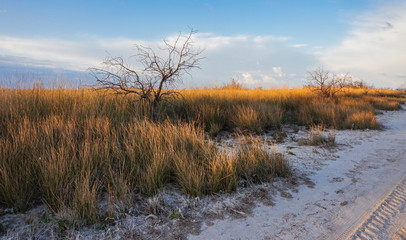 Dry grass in the desert illuminated by setting sun