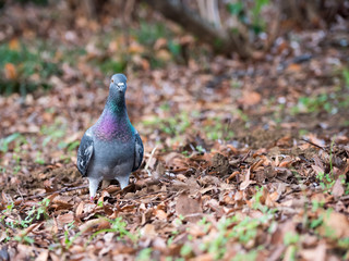 pigeon