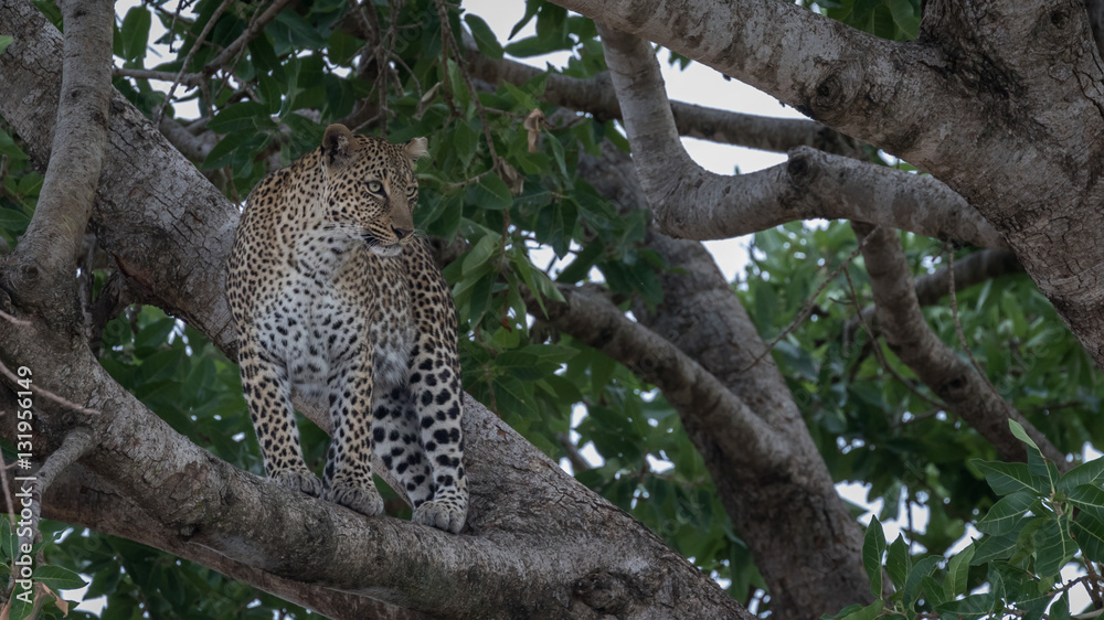 Poster leopard standing on a branch up a tree. taken in kenya.