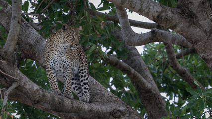 Fototapeta na wymiar Leopard standing on a branch up a tree. Taken in Kenya.