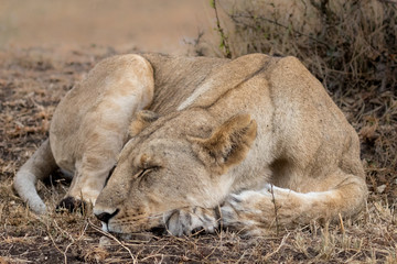 Lioness lying sleeping in golden grass. Taken in Kenya.
