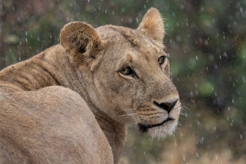 Head and shoulders shot of a lioness in the rain showing water drops with green foliage background. Taken in Kenya.