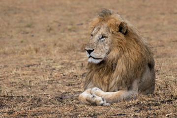 Fototapeta premium Lion lying in grassland. Taken in Kenya