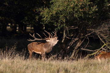 Spanish wild goat (ibex), mating season