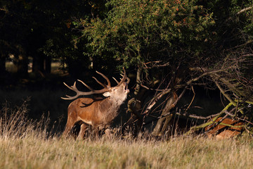 Spanish wild goat (ibex), mating season
