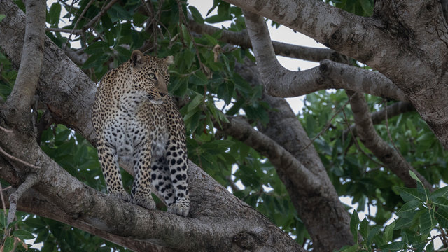 Leopard standing on a branch up a tree. Taken in Kenya.