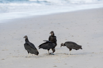 American Black Vulture (Raven Vulture)