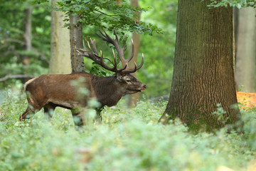 Spanish wild goat (ibex), mating season