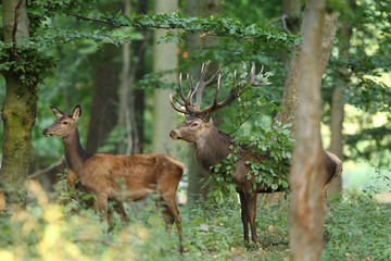 Spanish wild goat (ibex), mating season