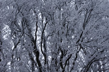 Fototapeta premium Bretagne en hiver