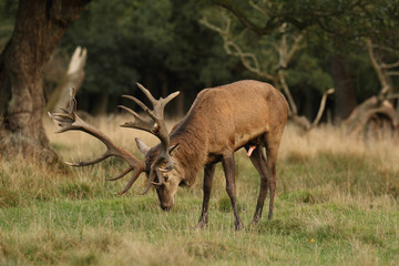 Red deer, rutting season