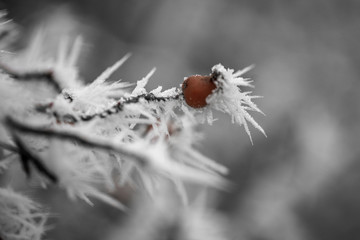 Mit Reif überzogene Hagebutten