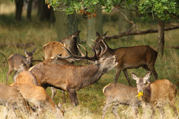 Red deer, rutting season - 131956964