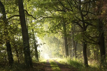 Country road on a misty morning, September