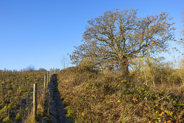 footpath with ash tree and brambles