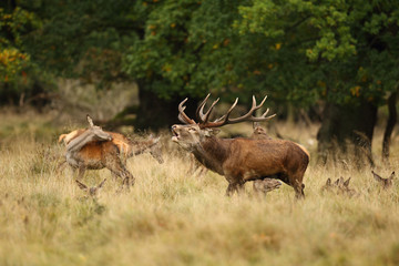 Red deer, rutting season