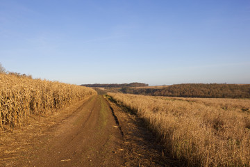 Fototapeta na wymiar golden maize with track and woodland