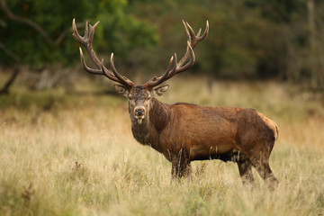 Red deer, rutting season