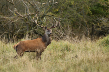 Red deer, rutting season