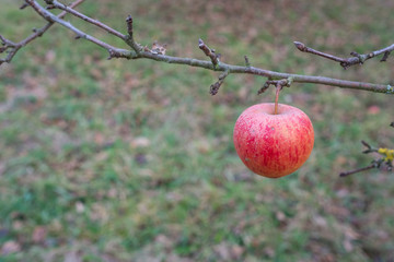 Roter Apfel im November am Ast