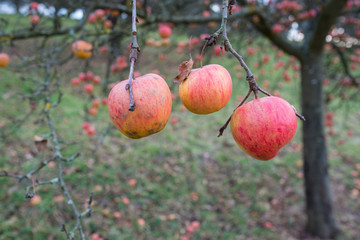 Rote Äpfel im November an einem Apfelbaum