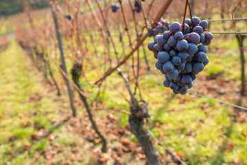 Rote Weintraube im November als für eine Auslese