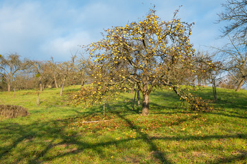 Apfelbaum mit Früchten auf einer Streuobstwiese im November