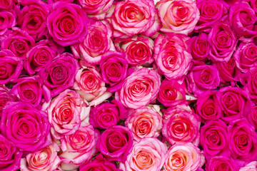 pink roses background