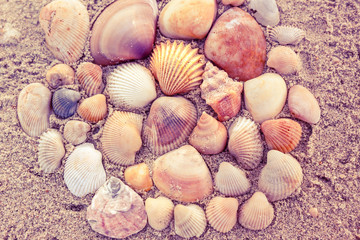 Group of shell on sand.