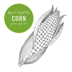Vector illustration of corn. Hand drawn with ink vintage illustration
