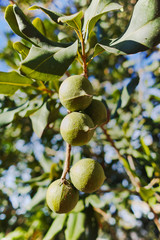 Macadamia nuts on the evergreen tree - expensive fat nuts