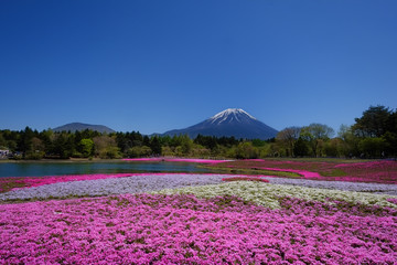 富士山と芝桜