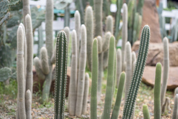 cactus in desert, cactus Nature green background